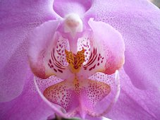 Fotostory Orchidee